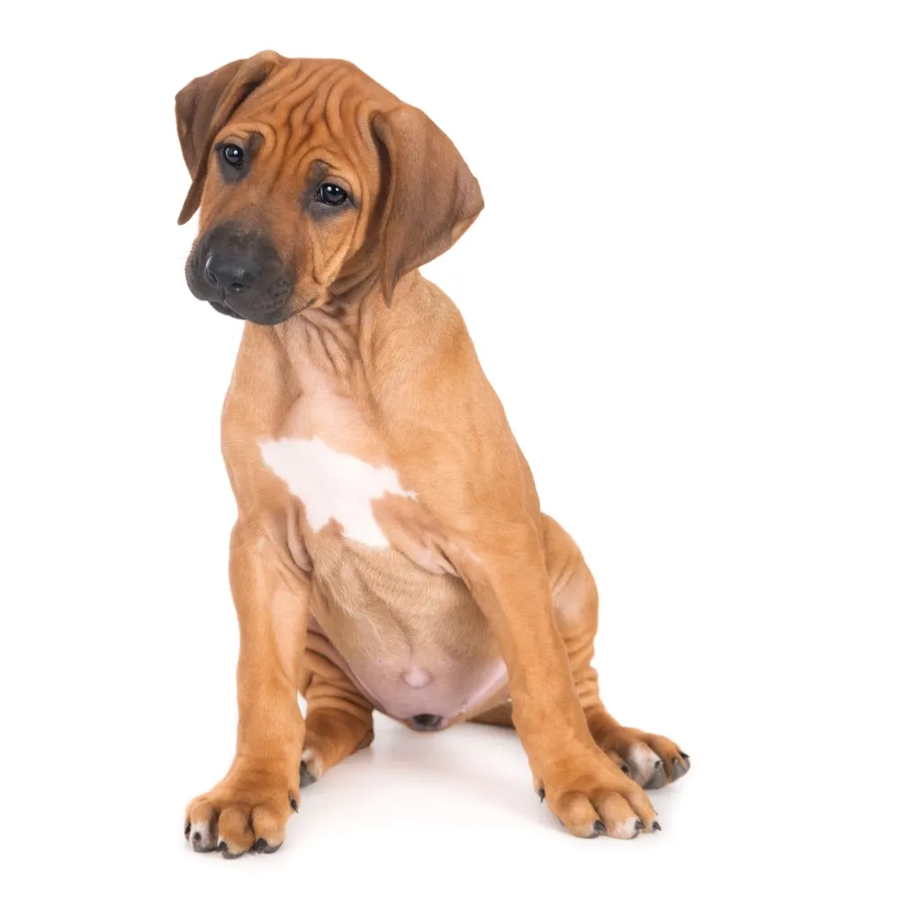 Imagem do filhote de Leão da Rodésia - Rhodesian Ridgeback