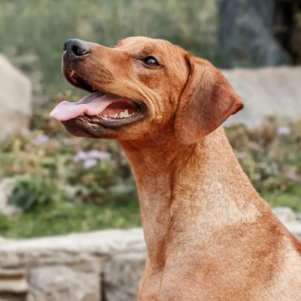 rhodesian-ridgeback_raca_cao.webp