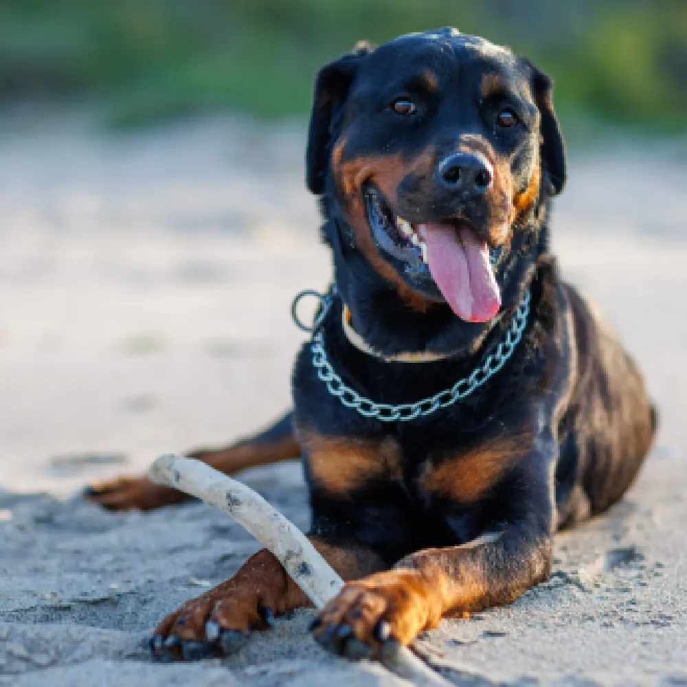 rottweiler_01.webp