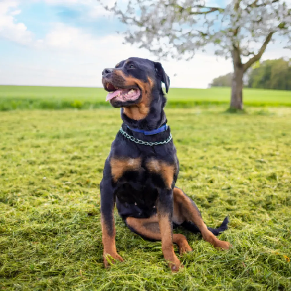 rottweiler_02.webp