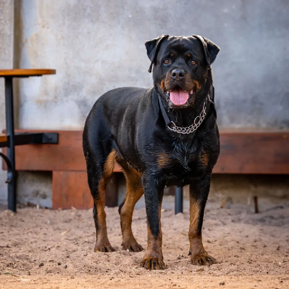 rottweiler_03.webp