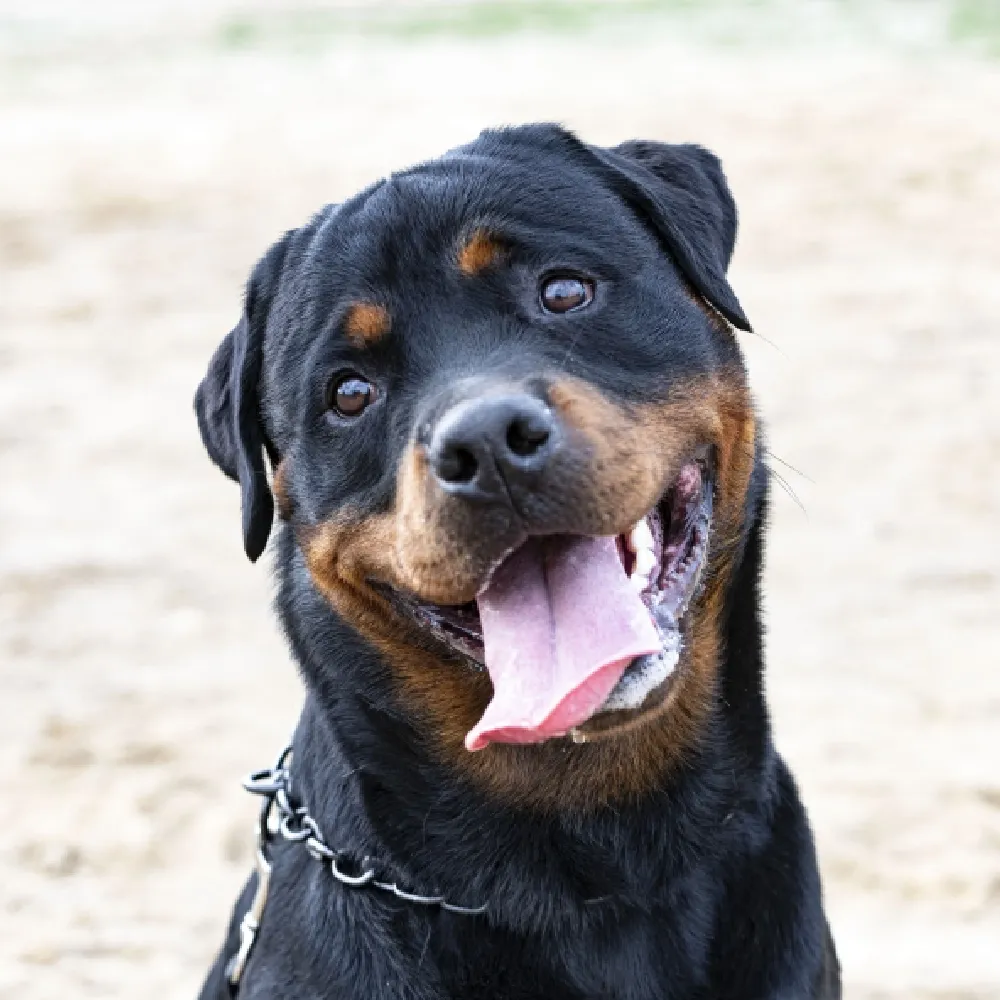 rottweiler_04.webp