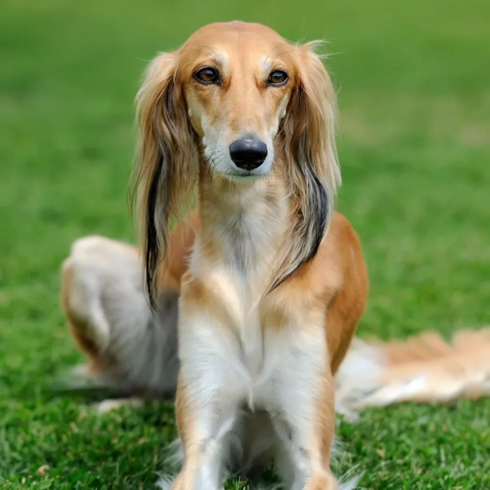 Imagem da raça Saluki