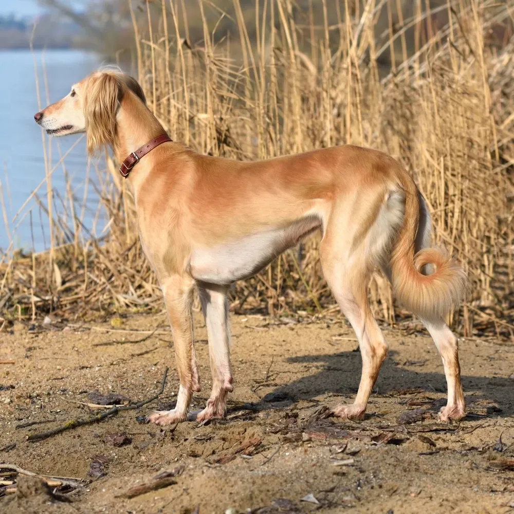 Imagem da raça Saluki