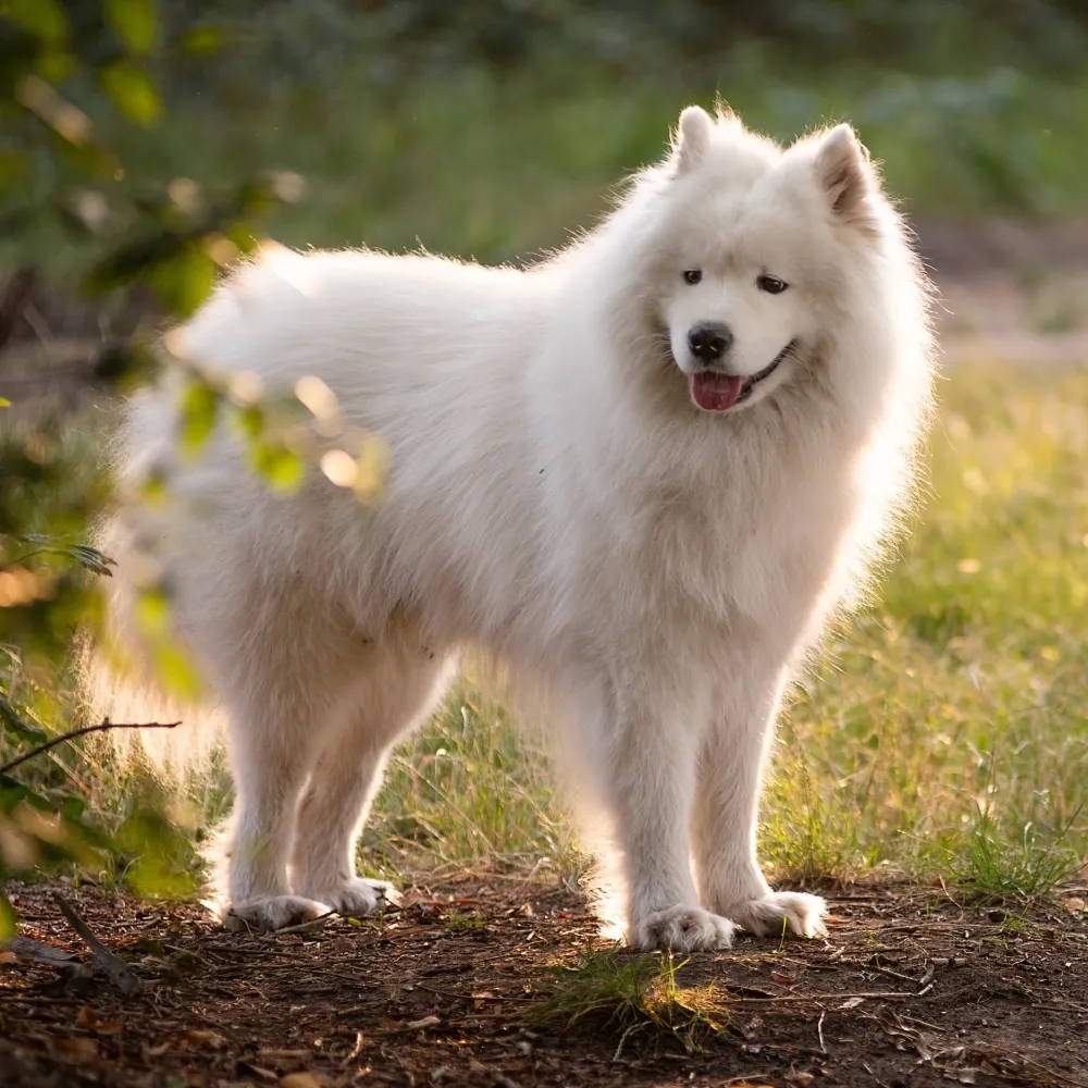 Imagem da raça Samoieda