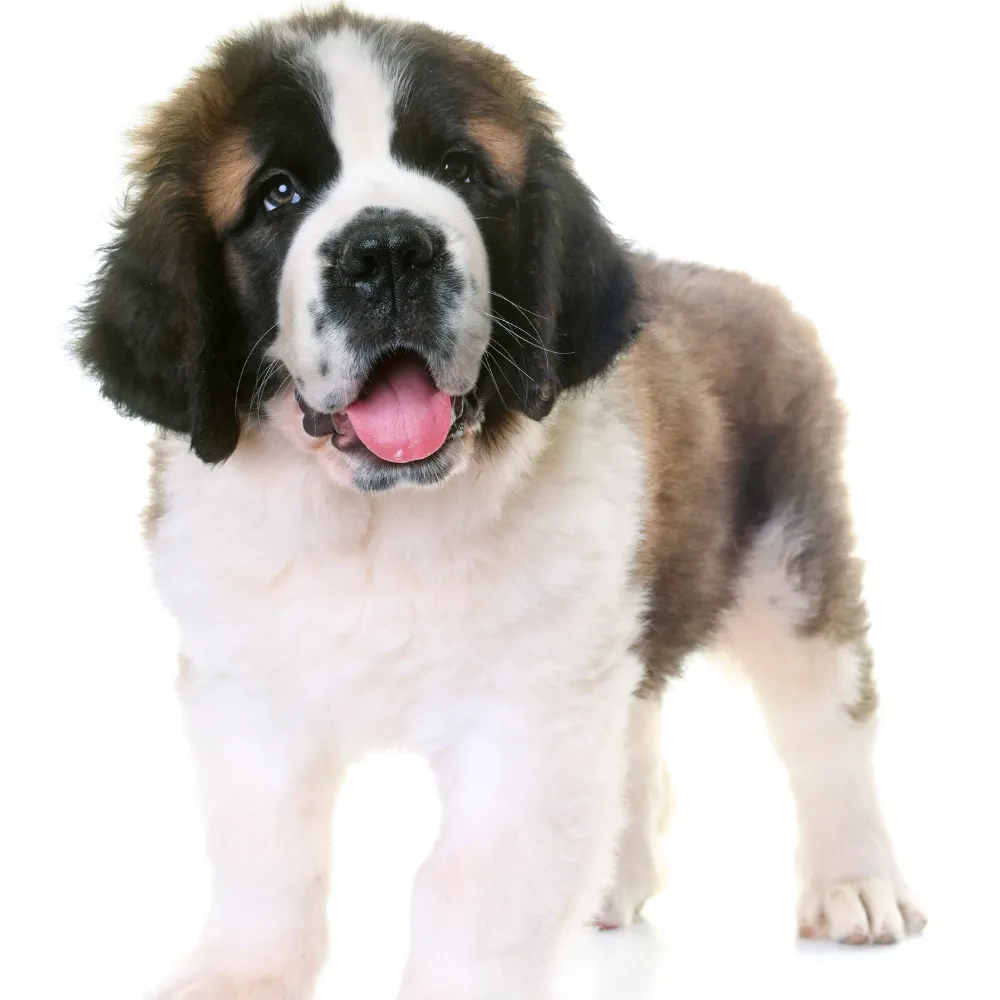 Imagem do filhote de São Bernardo