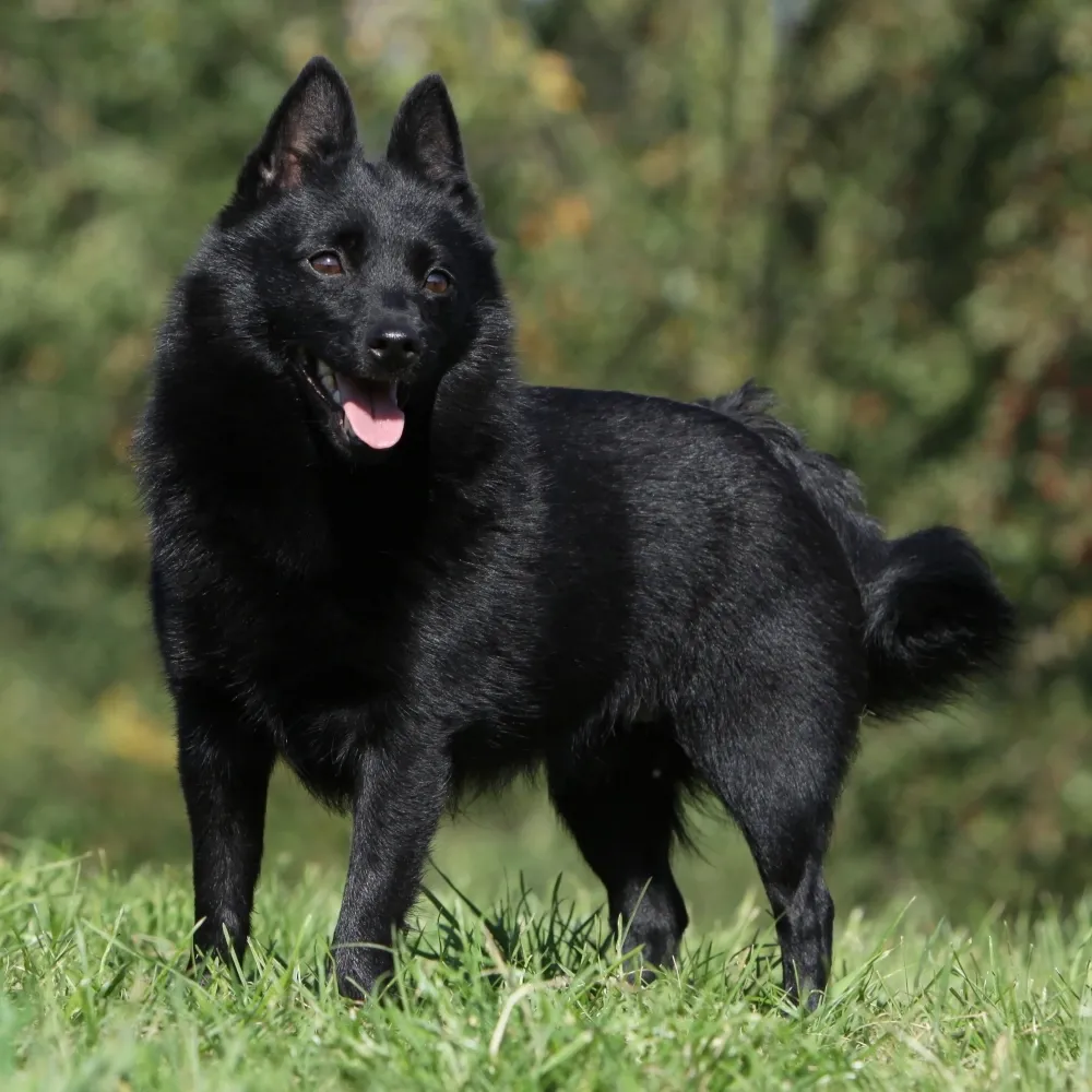 Imagem da raça Schipperke