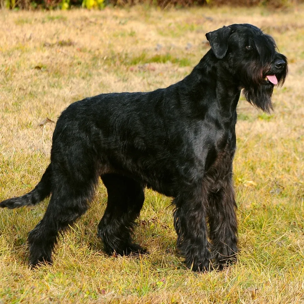 Imagem da raça Schnauzer Gigante
