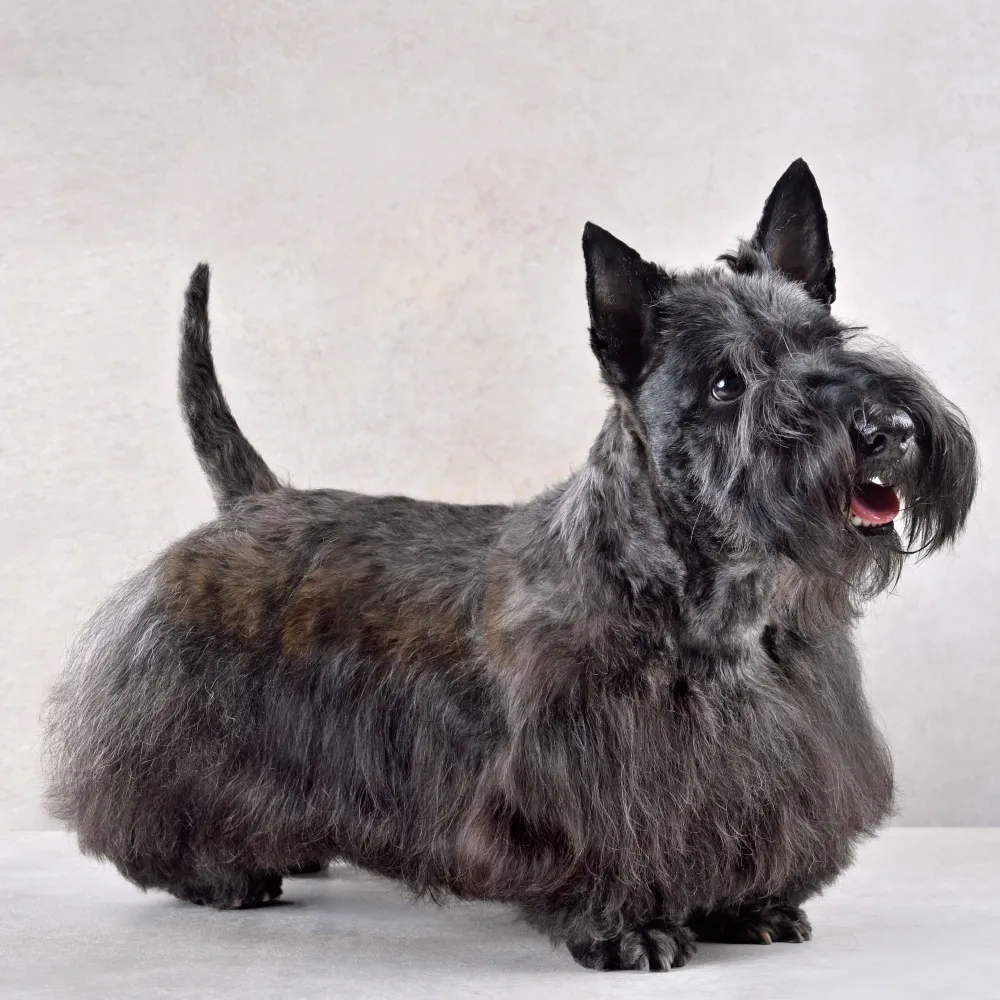 Imagem da raça Scottish Terrier