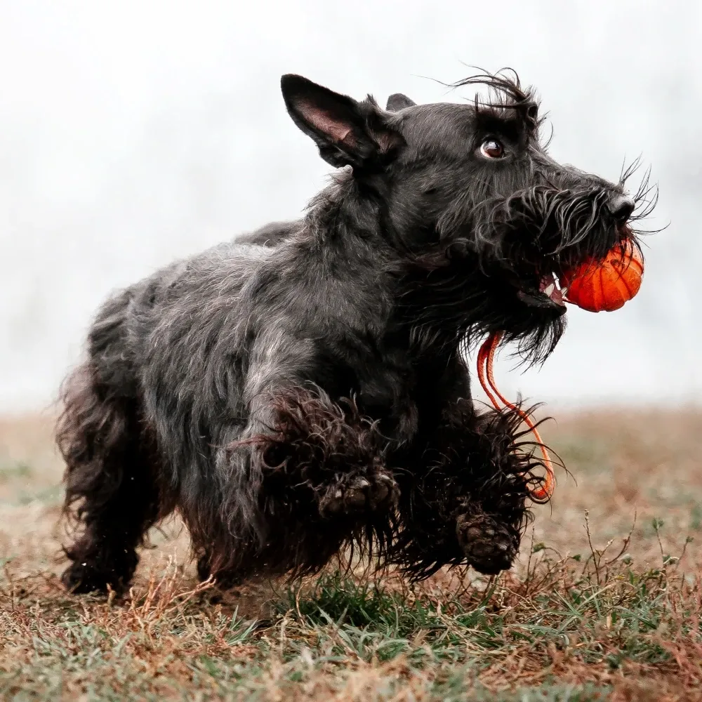 scottish_terrier_adulto.webp