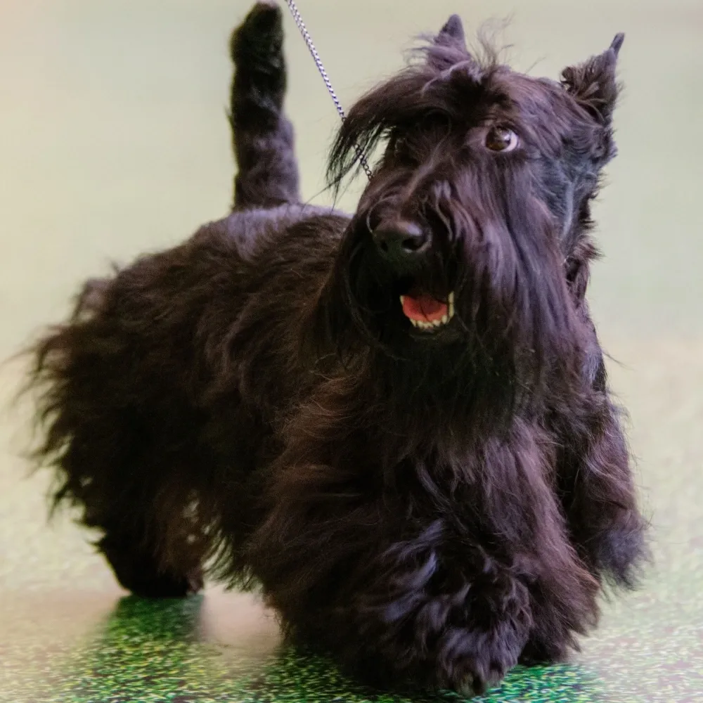 scottish_terrier_cachorro.webp