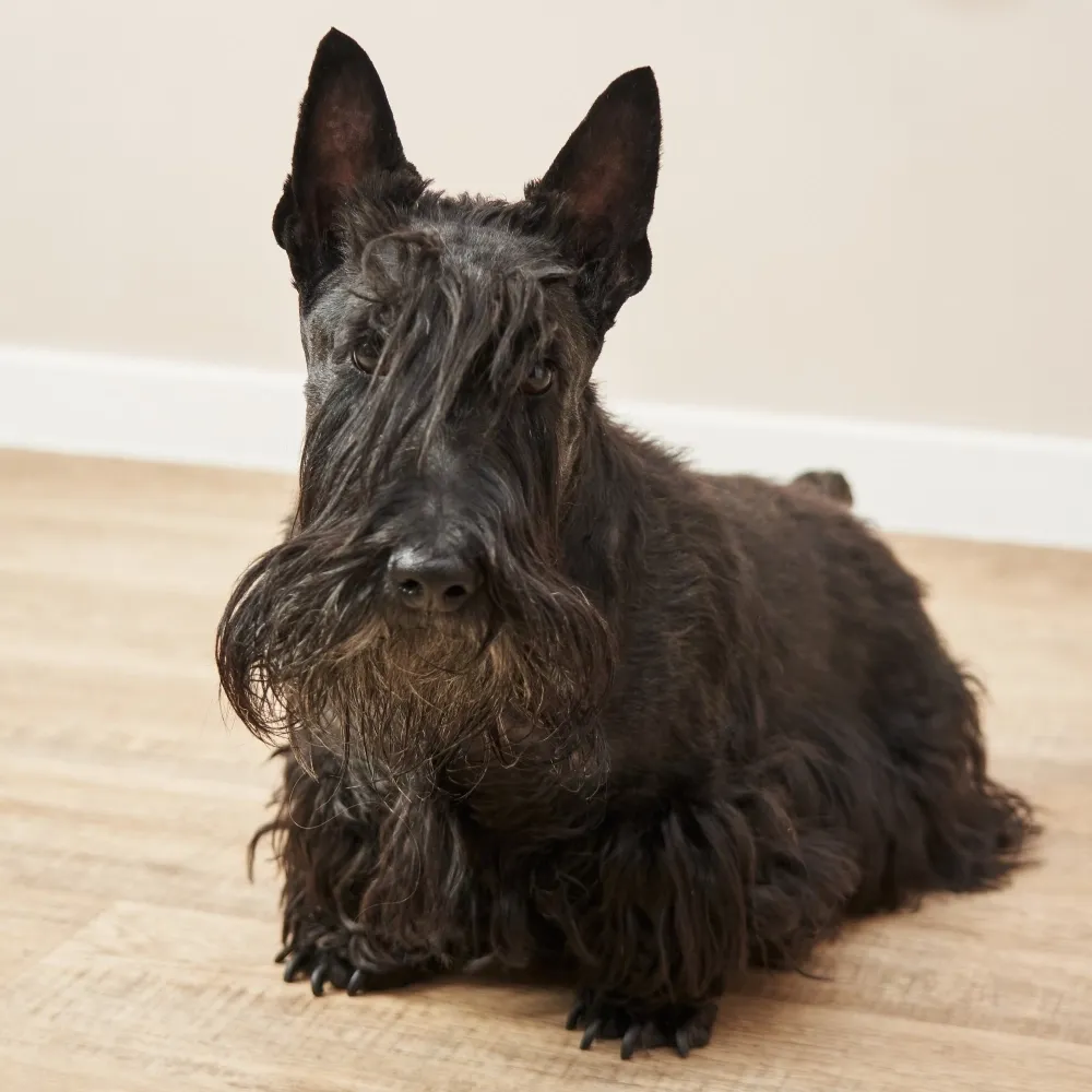 scottish_terrier_cao.webp