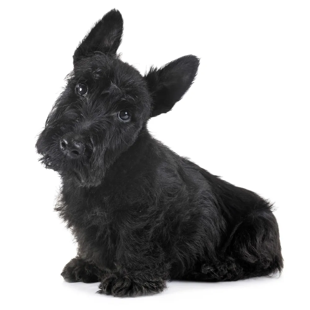 Imagem do filhote de Scottish Terrier