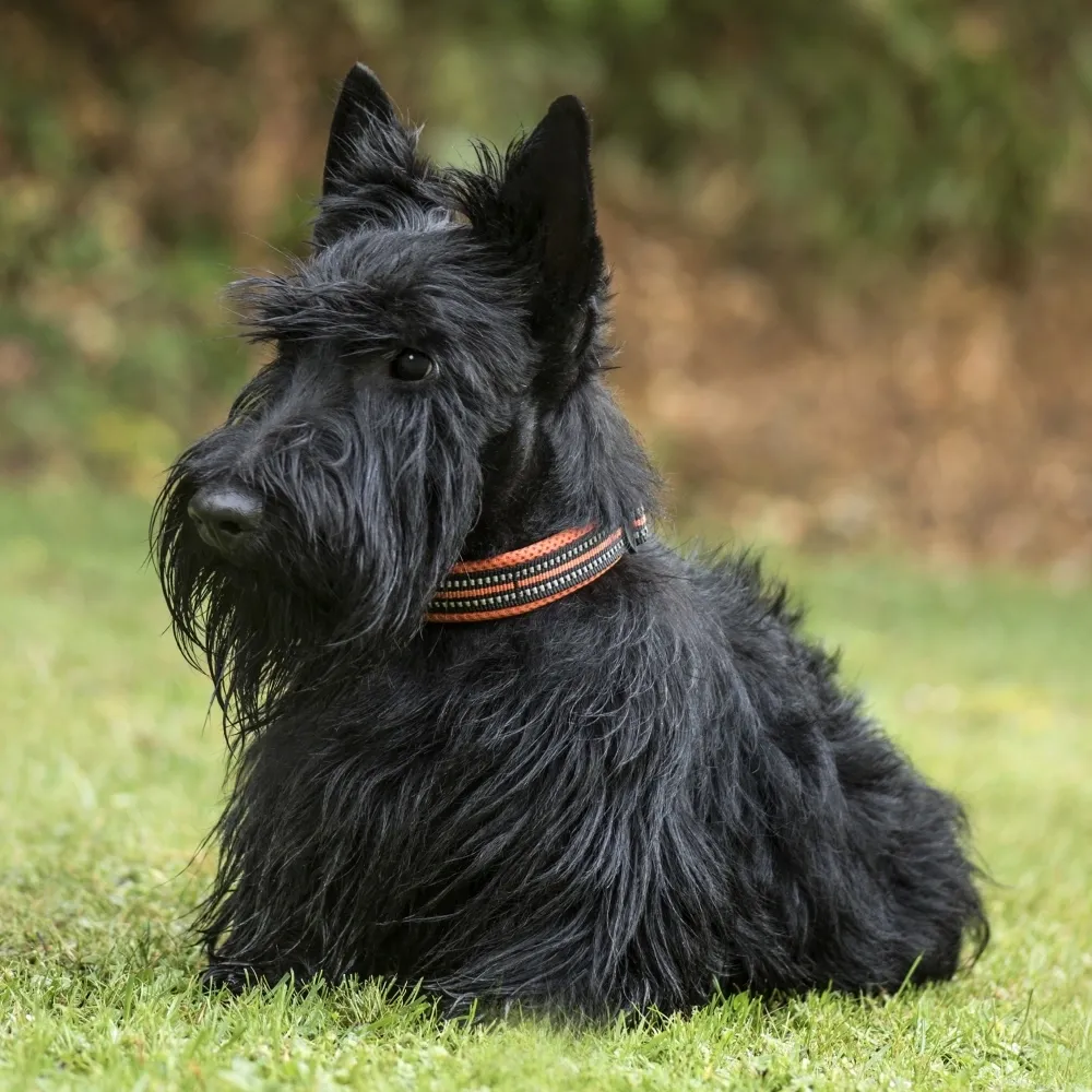 scottish_terrier_raca_cao.webp