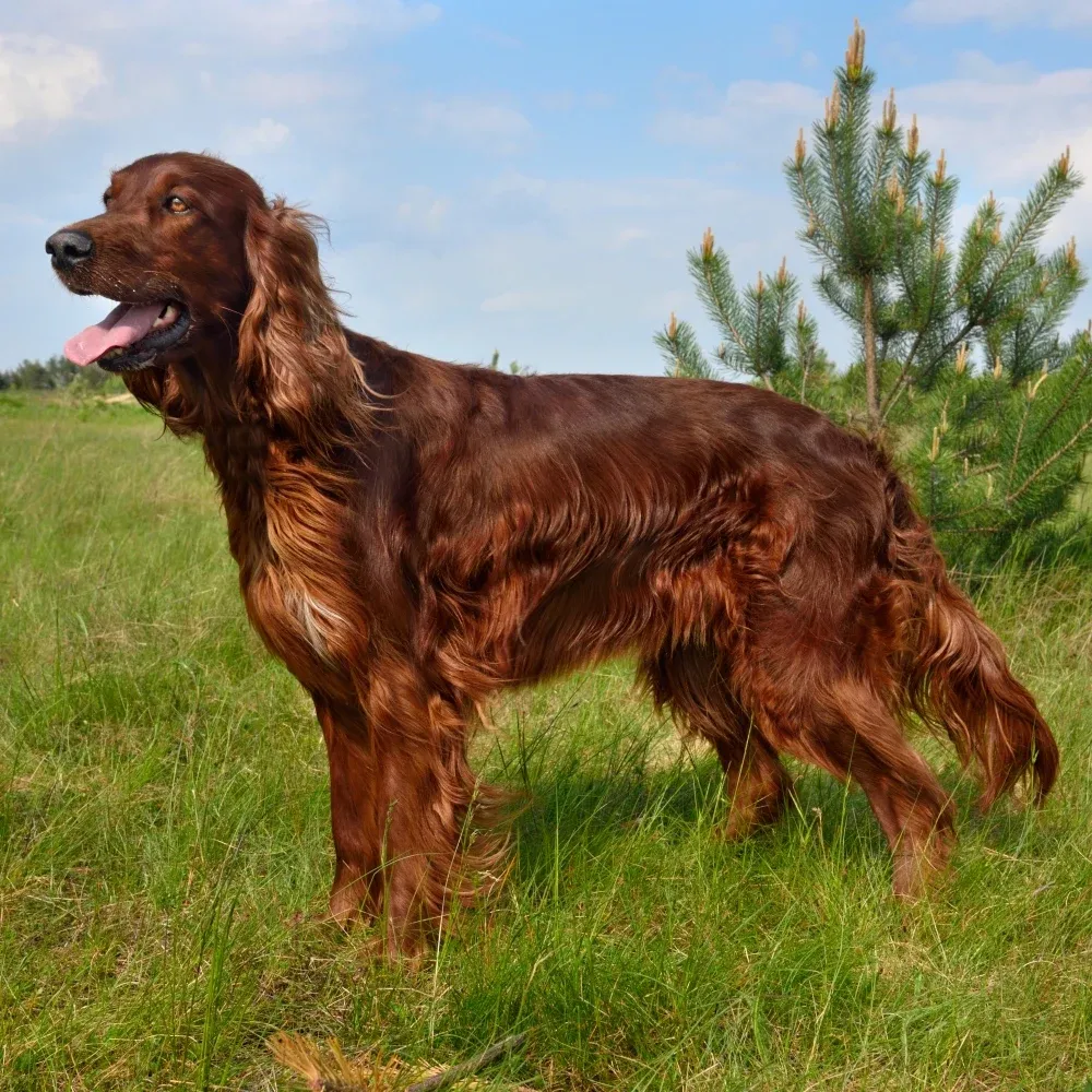setter_irlandes_cachorro.webp