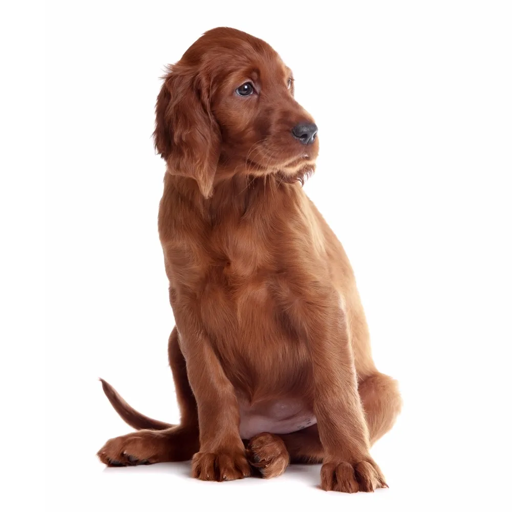 Imagem do filhote de Setter Irlandês