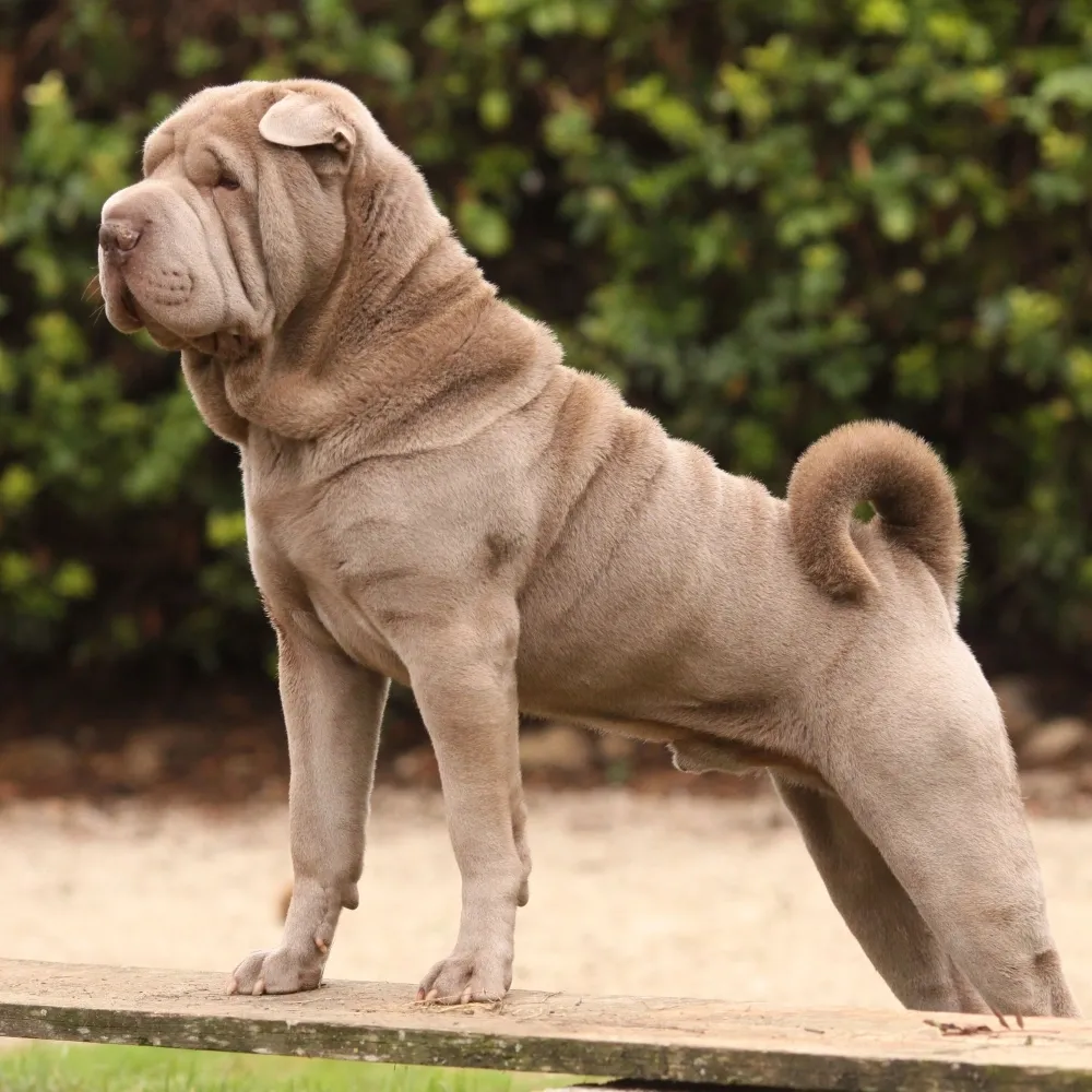 Imagem da raça Shar Pei