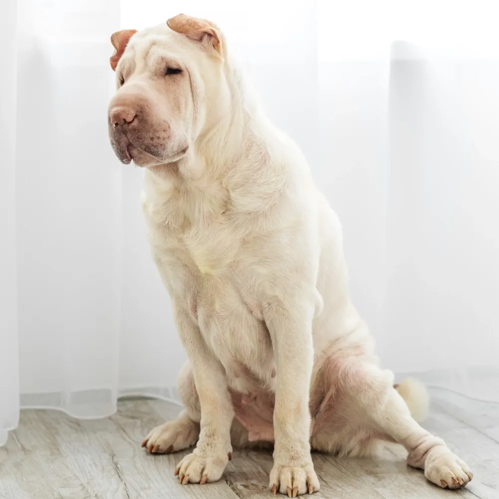 shar_pei_cachorro.webp