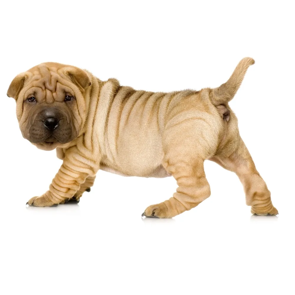 Imagem do filhote de Shar Pei
