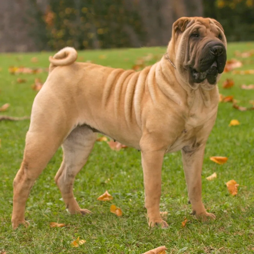 shar_pei_raca_cao.webp