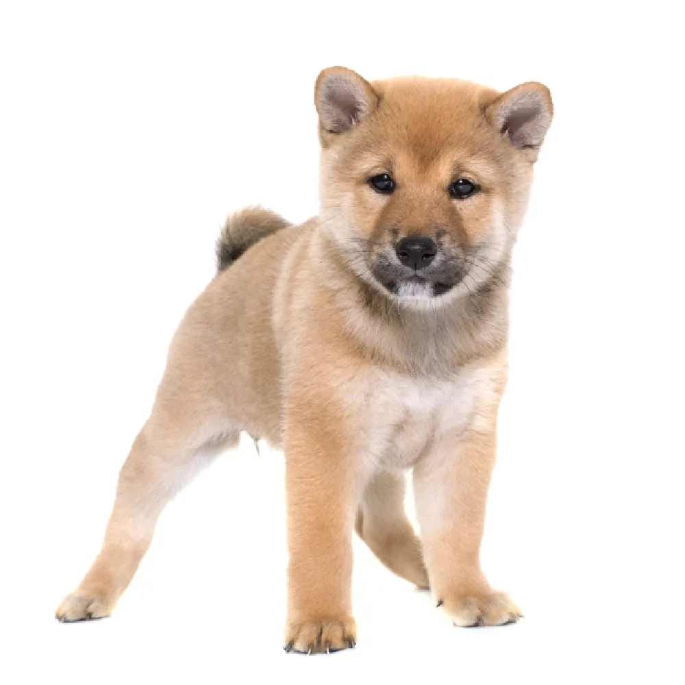 Imagem do filhote de Shiba Inu