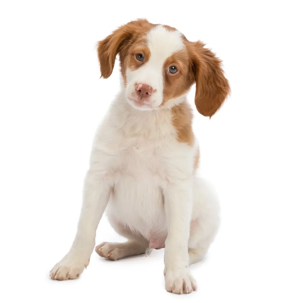 Imagem do filhote de Spaniel Bretão