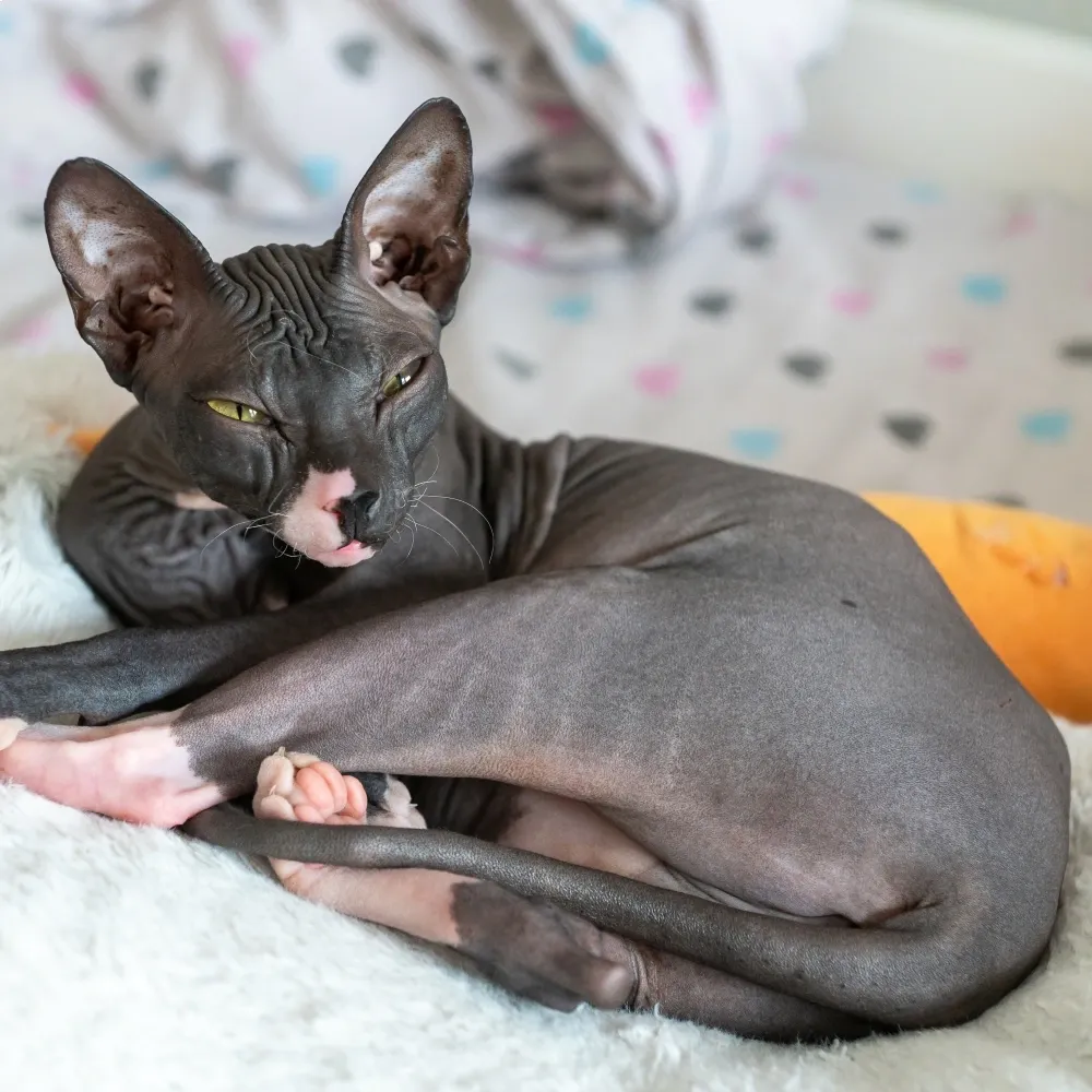 sphynx_adulto.webp