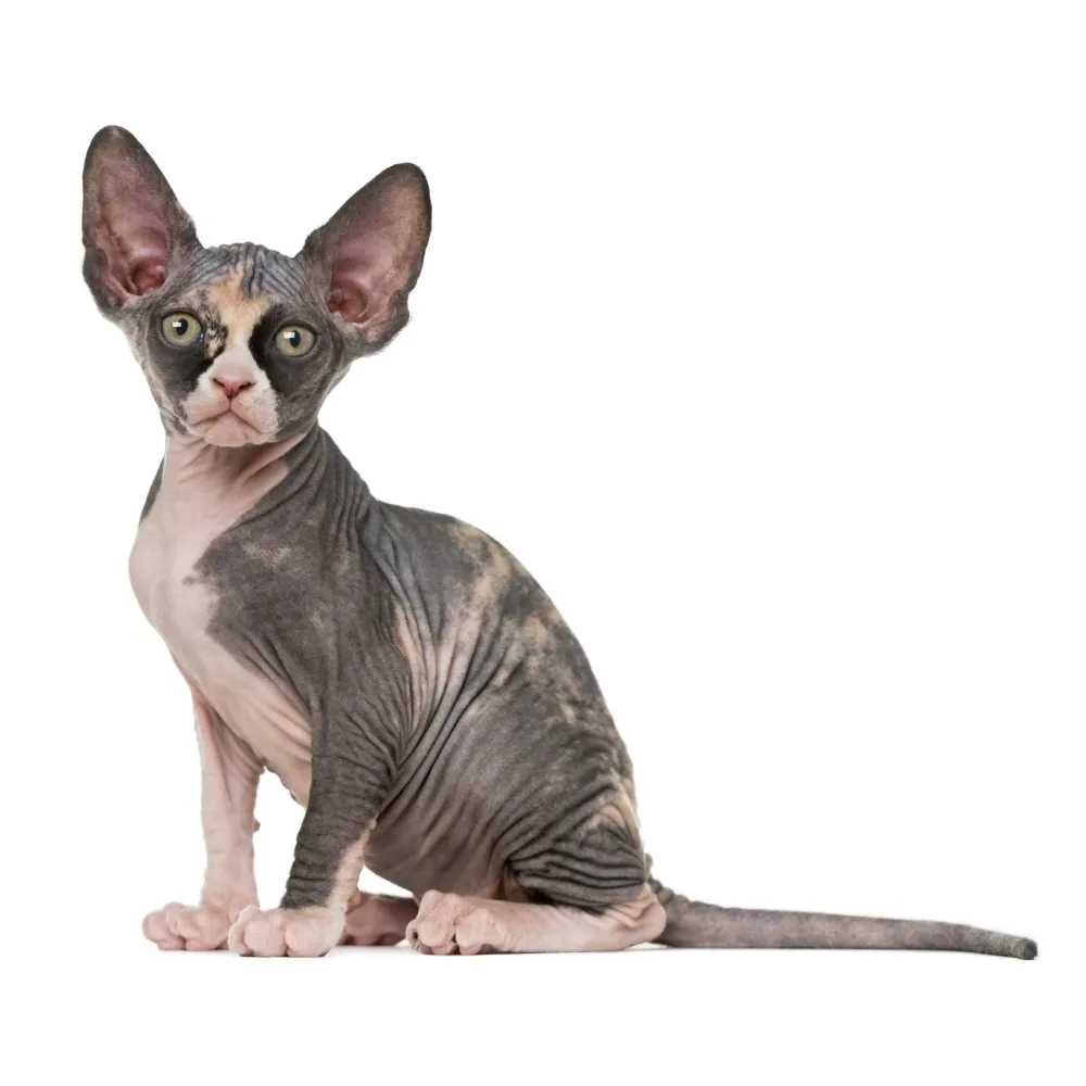 Imagem do filhote de Sphynx