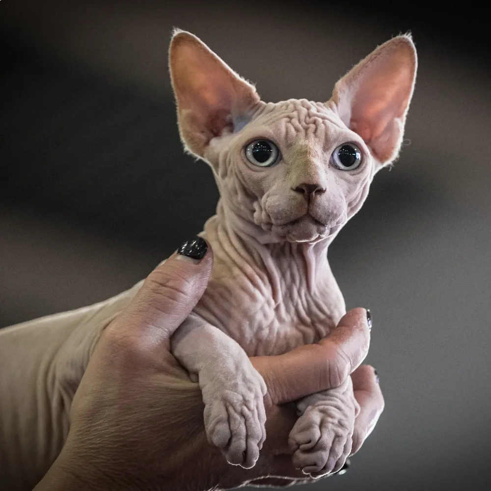 sphynx_gato.webp