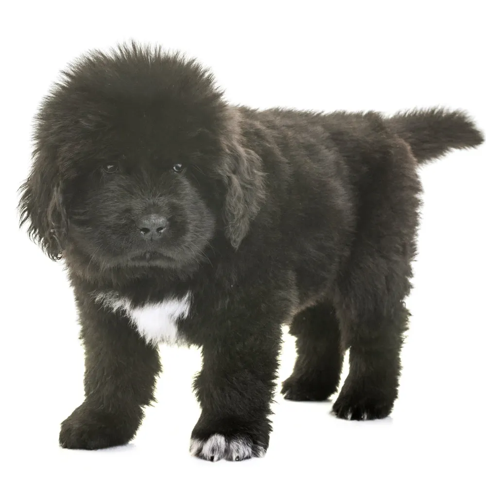 Imagem do filhote de Terra Nova