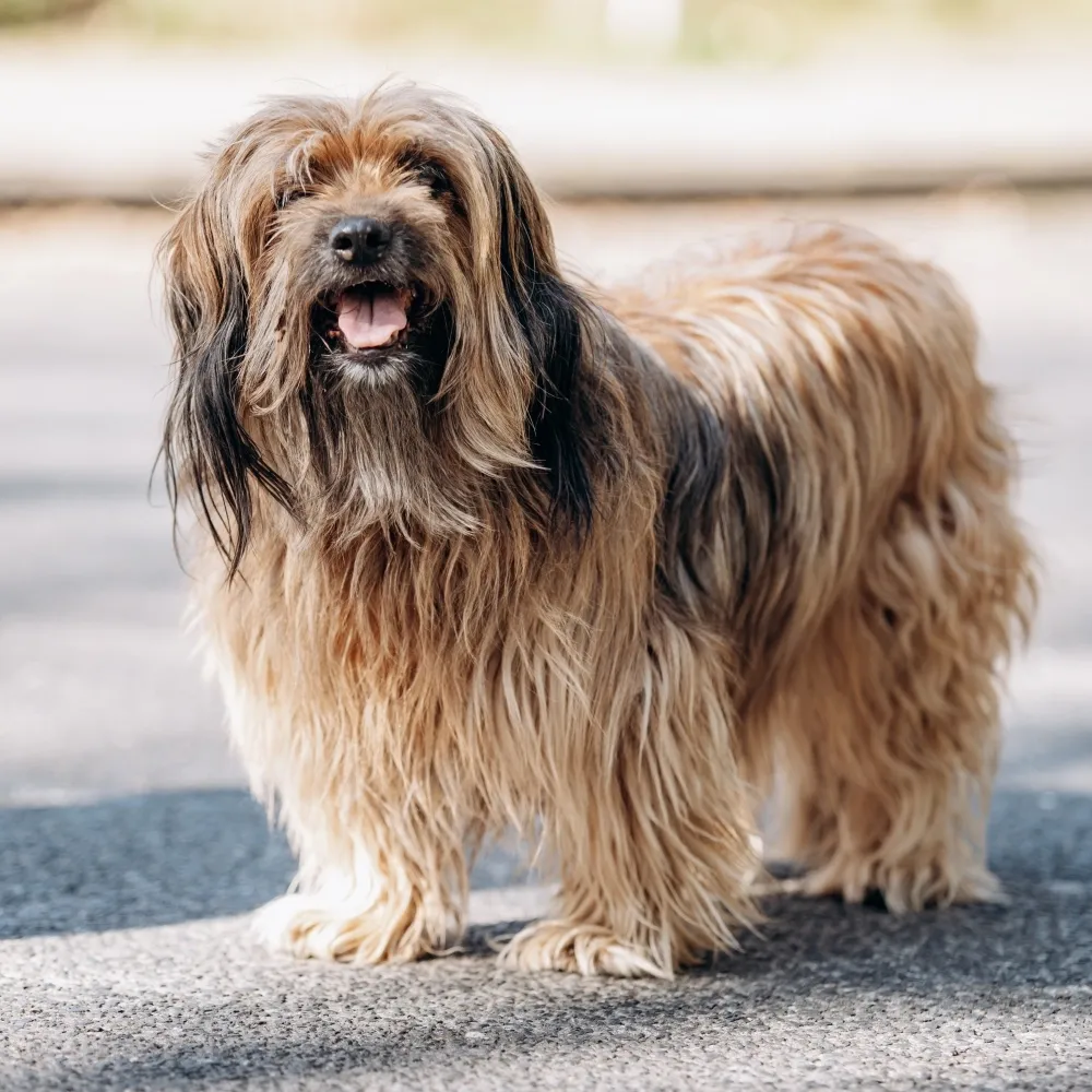 Imagem da raça Terrier Tibetano