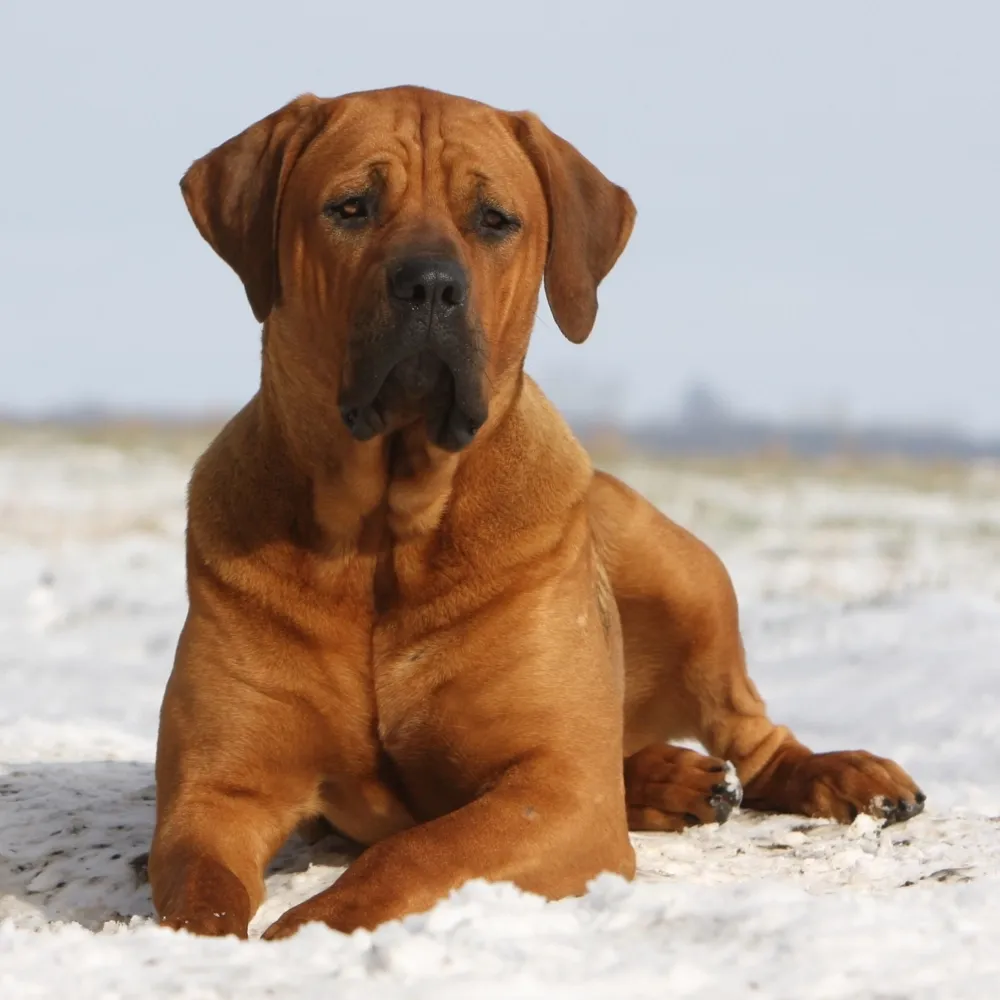 Imagem da raça Tosa Inu