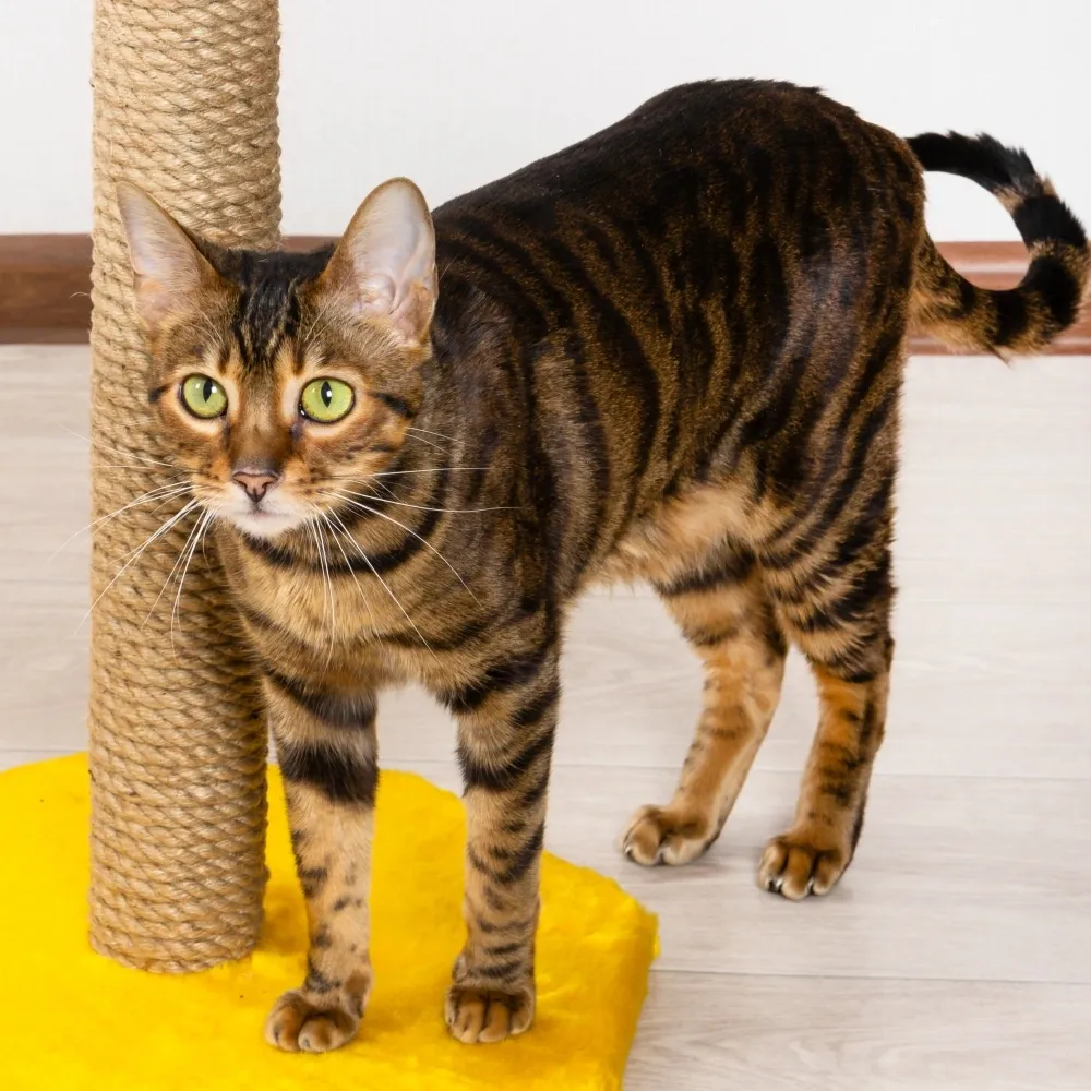 Imagem da raça Toyger