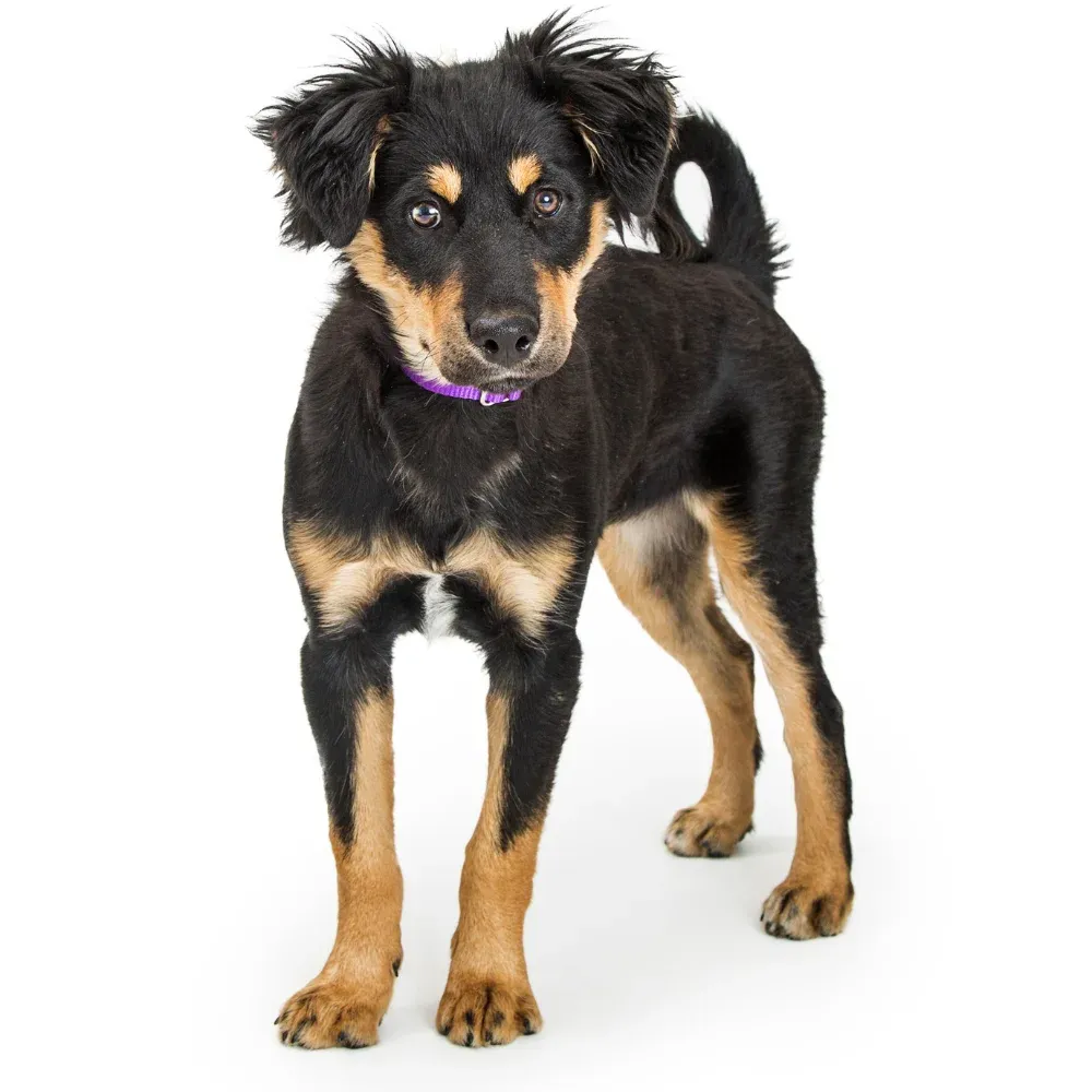 Imagem do filhote de Vira-lata