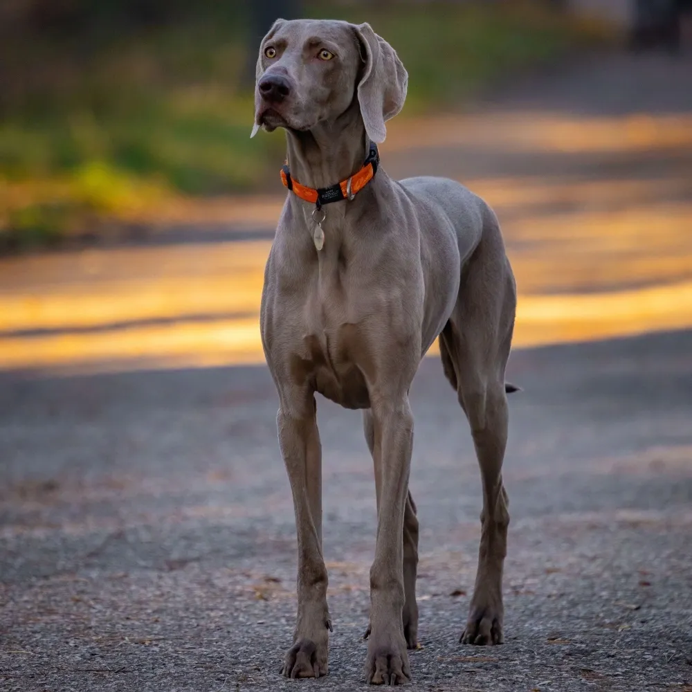 Imagem da raça Weimaraner