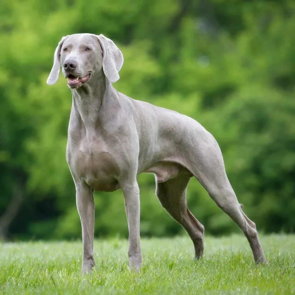 Imagem da raça Weimaraner