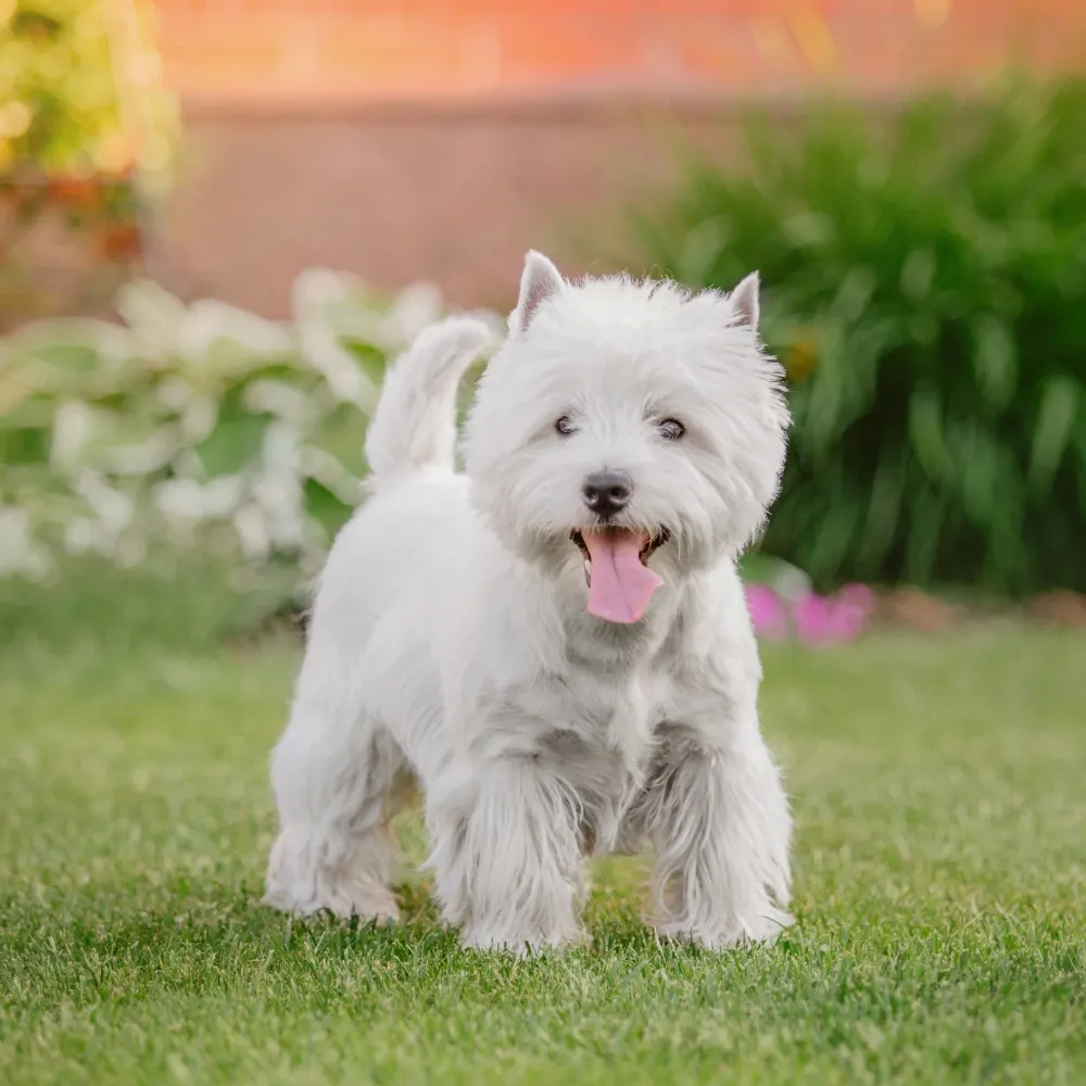 west-highland-white-terrier-adulto.webp