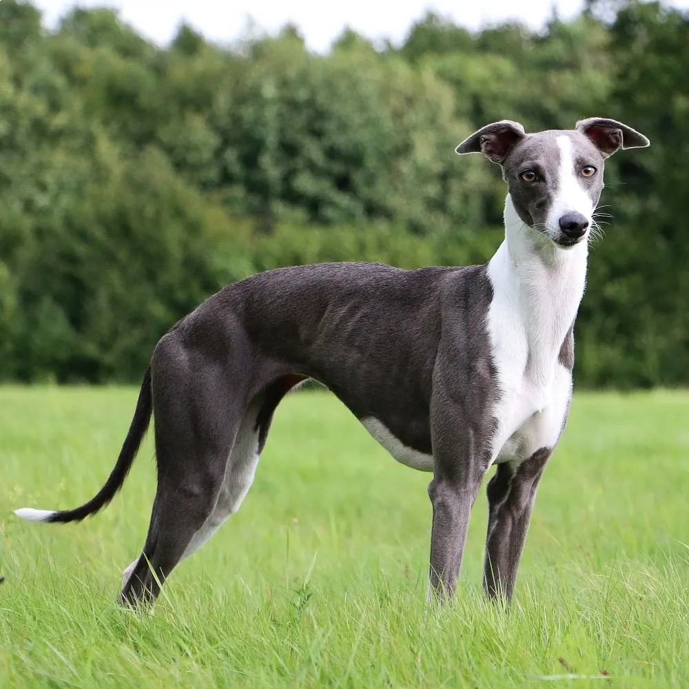 Imagem da raça Whippet