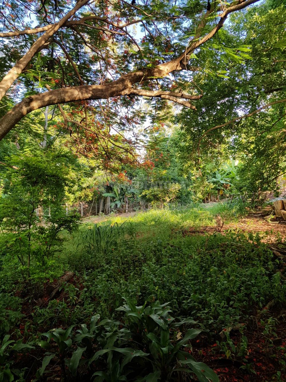 Sítio, 5 quartos, 4 hectares - Foto 8