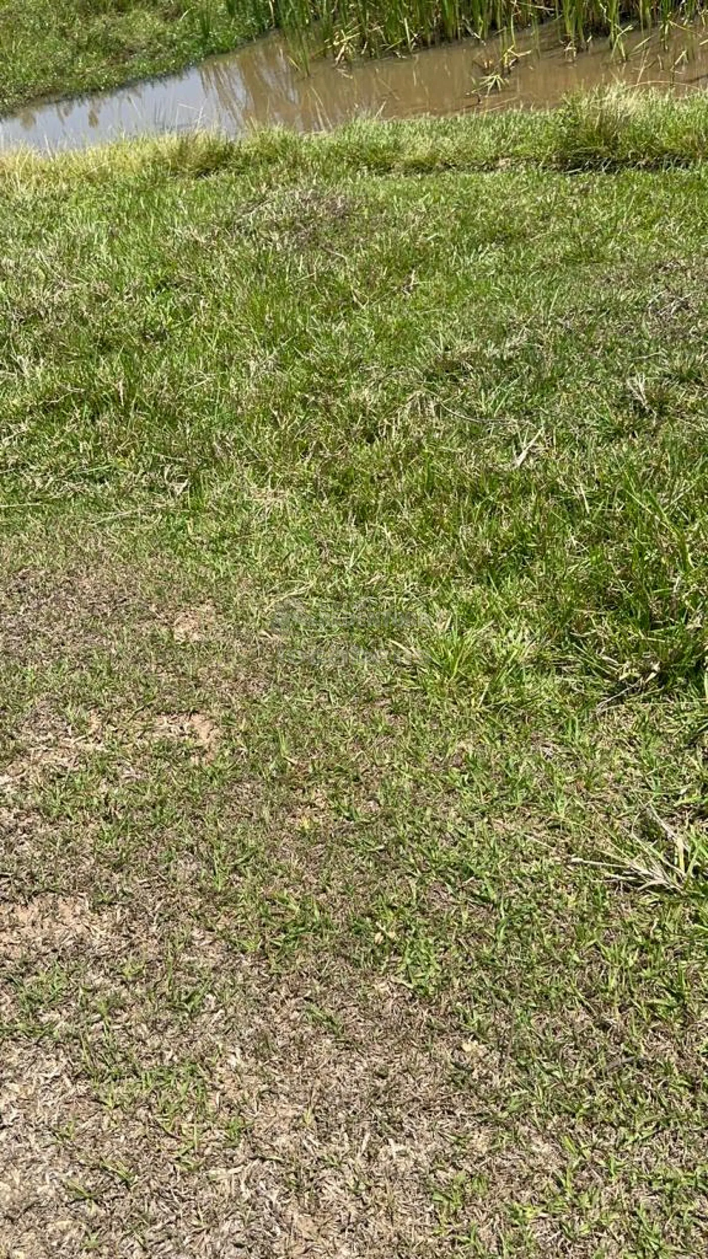 Fazenda-Sítio-Chácara, 6 hectares - Foto 5