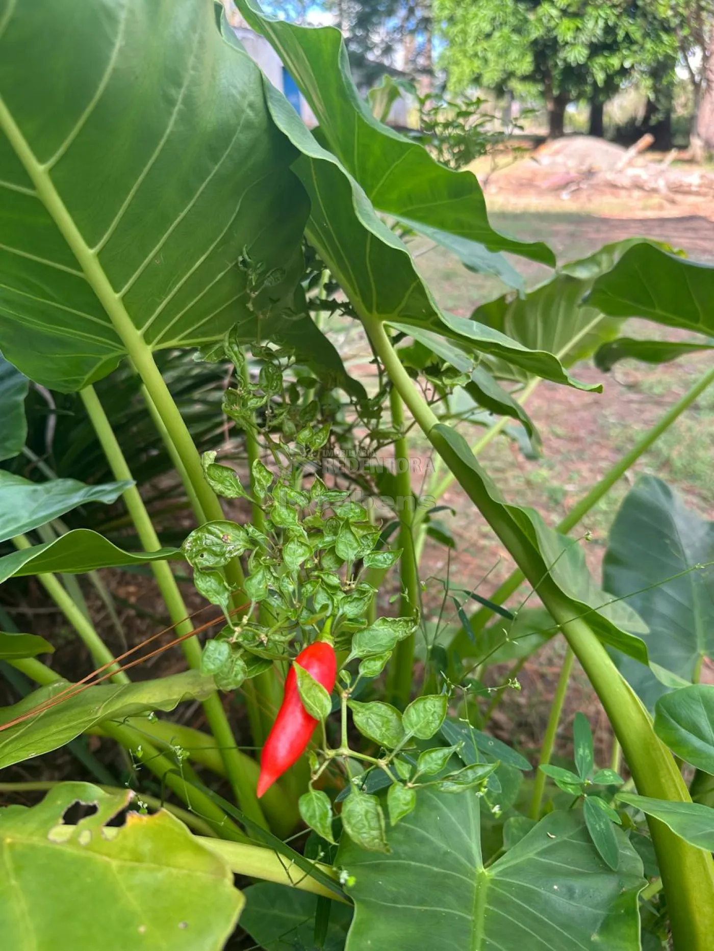 Chácara, 4 hectares - Foto 1