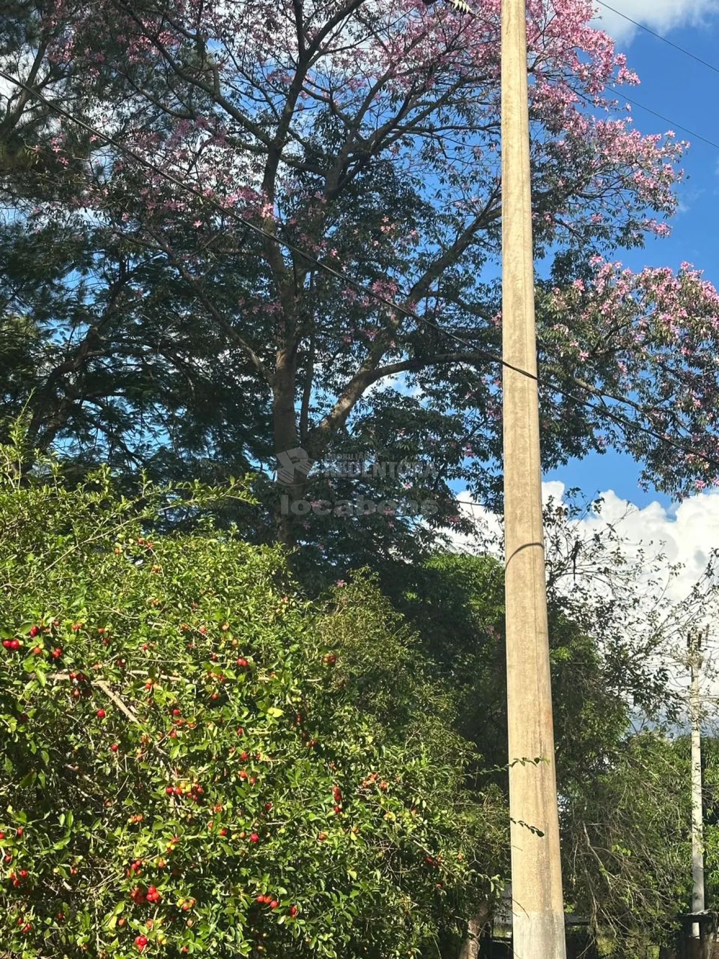 Chácara, 4 hectares - Foto 2