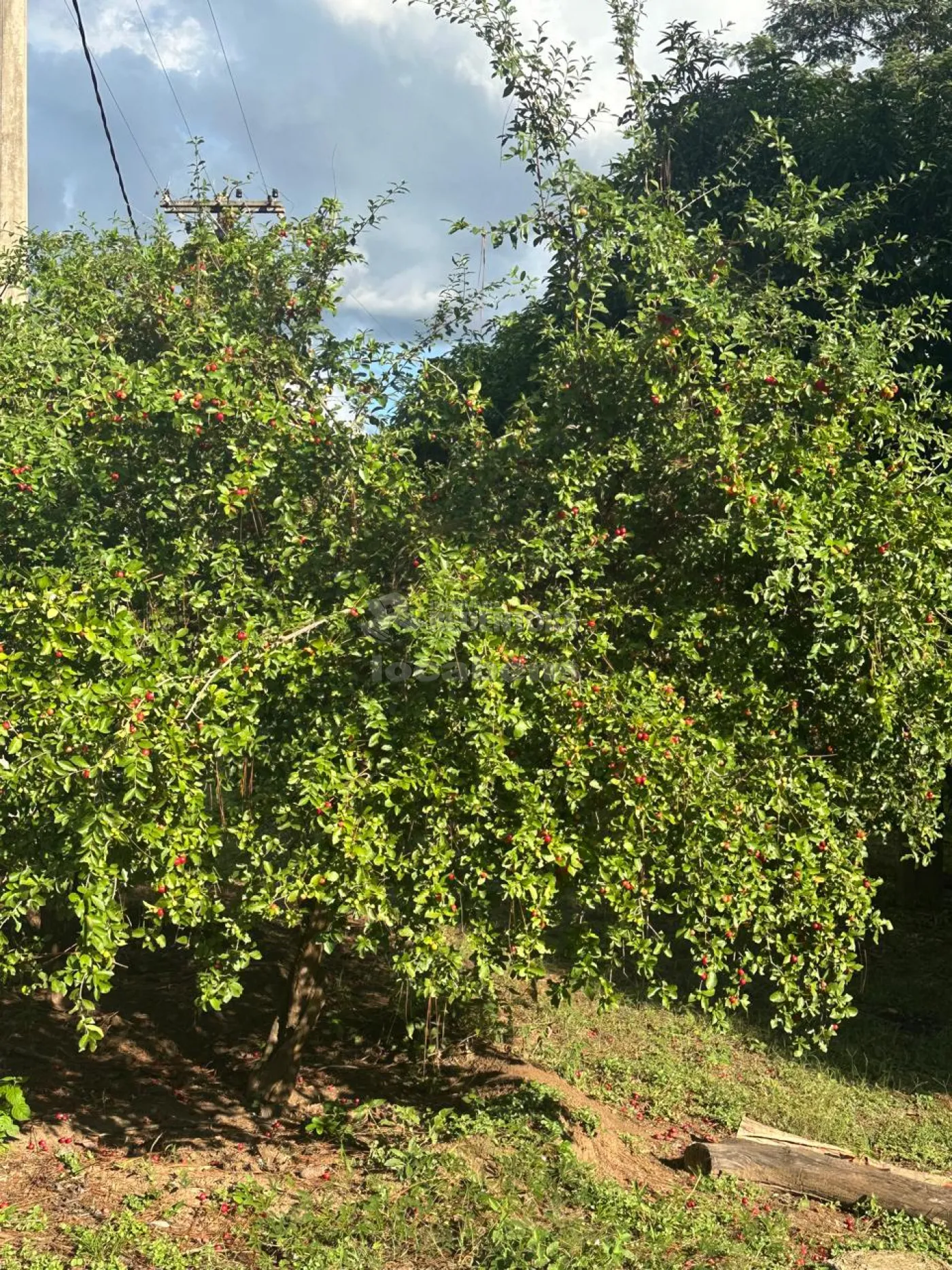 Chácara, 4 hectares - Foto 3