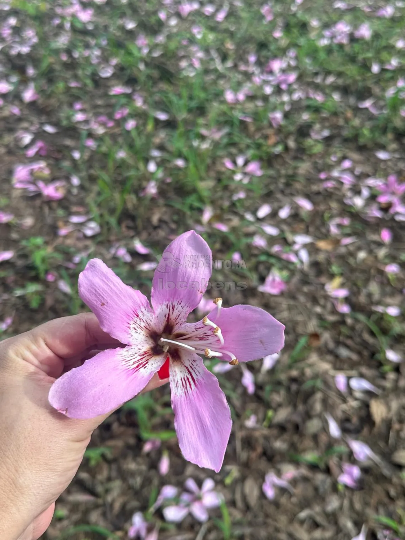 Chácara, 4 hectares - Foto 4