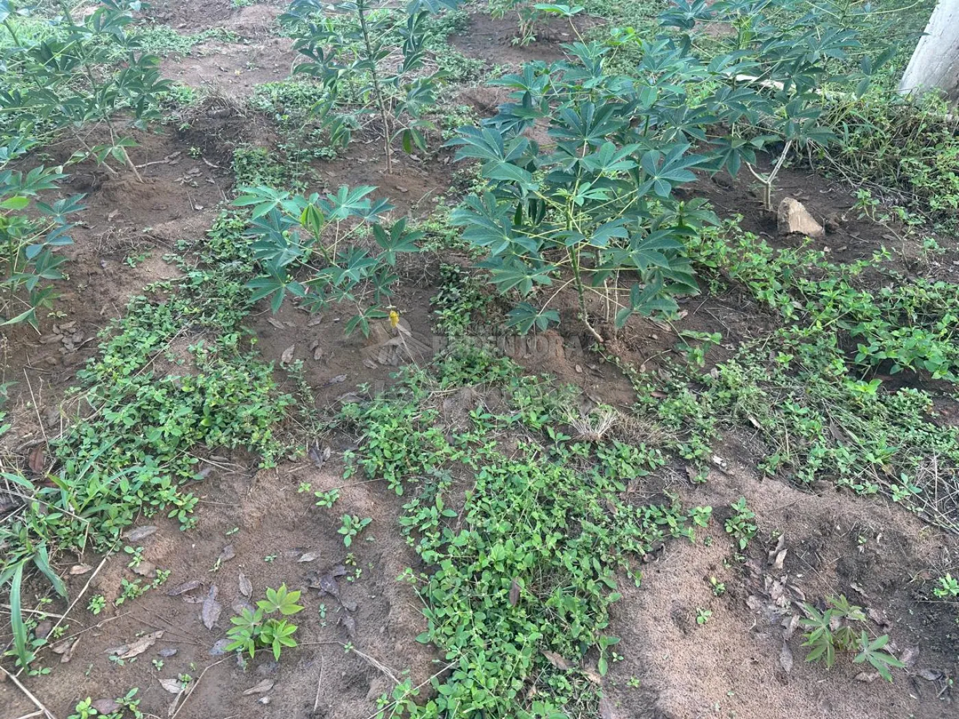 Chácara, 4 hectares - Foto 5