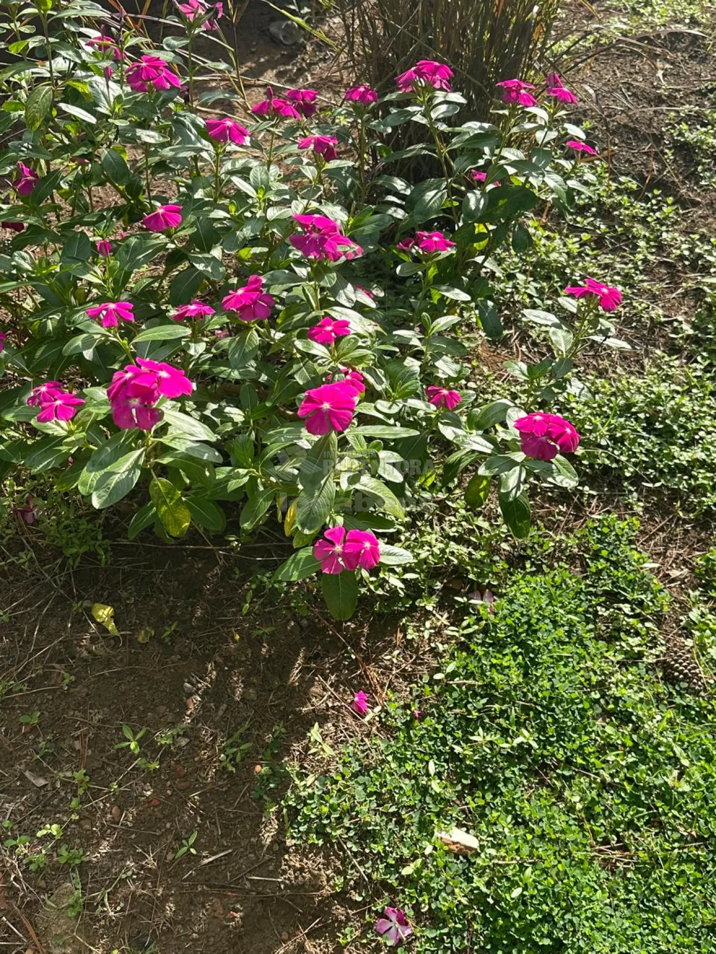 Chácara, 4 hectares - Foto 6