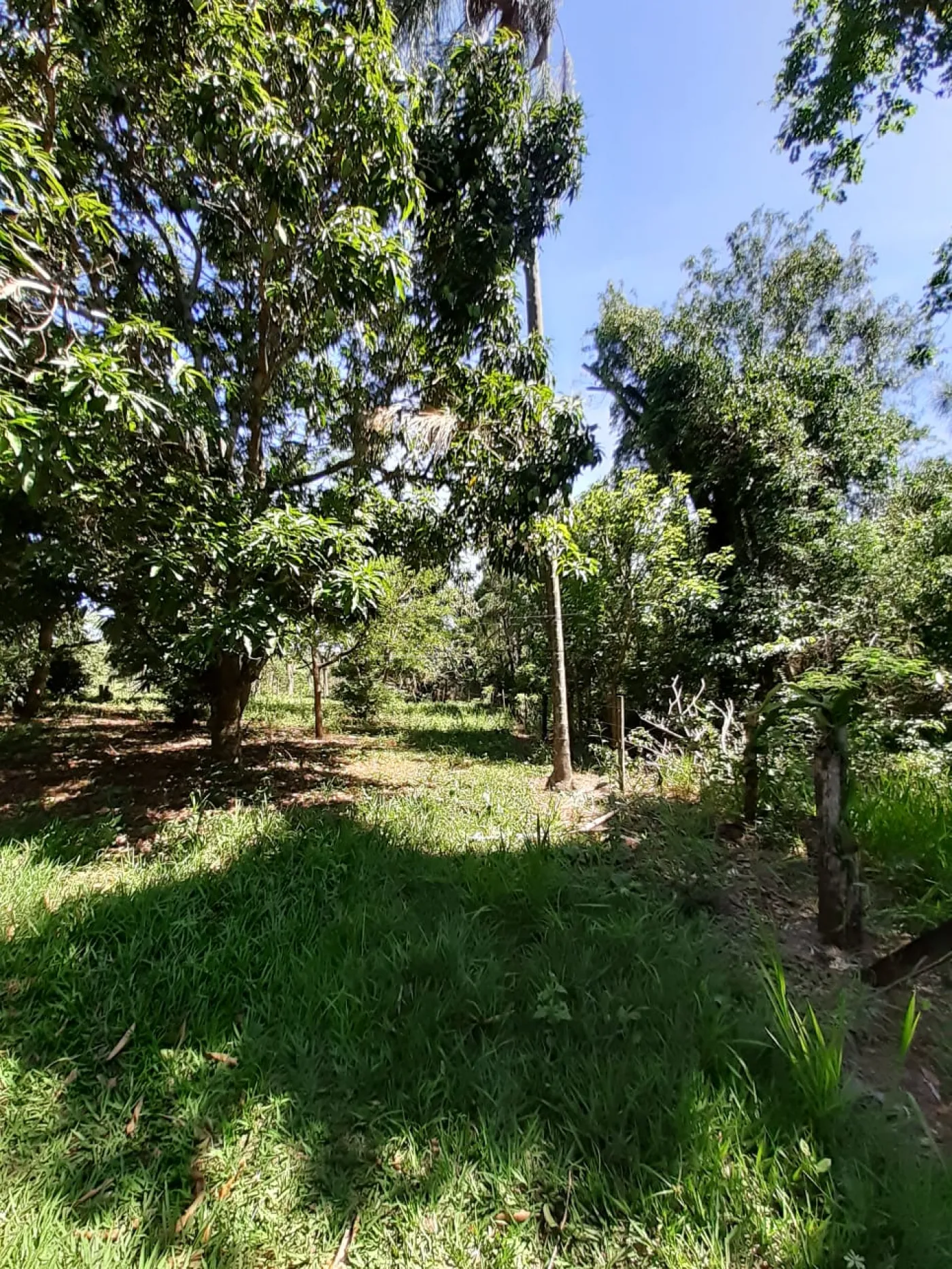Rural / Sítio em Ribeirão Bonito , Comprar por R$699.000,00
