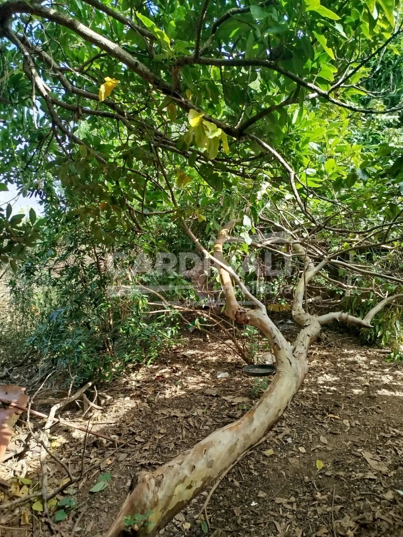 Terreno / Padrão em São Carlos , Comprar por R$300.000,00