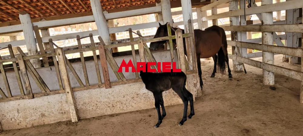 Comprar Rural / S&iacute;tio em S&atilde;o Jos&eacute; dos Campos R$ 4.000.000,00 - Foto 32